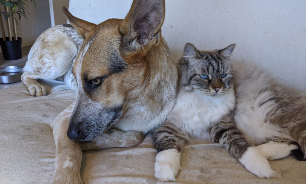 hond en een kat die tegen elkaar aanliggen op een bank