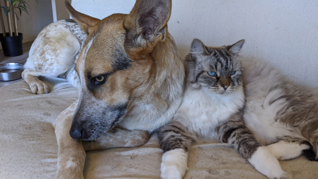 hond en kat die tegen elkaar aanliggen op een bank