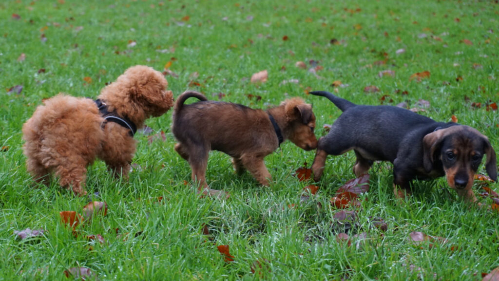 Huidige afbeelding: Drie kleine hondjes