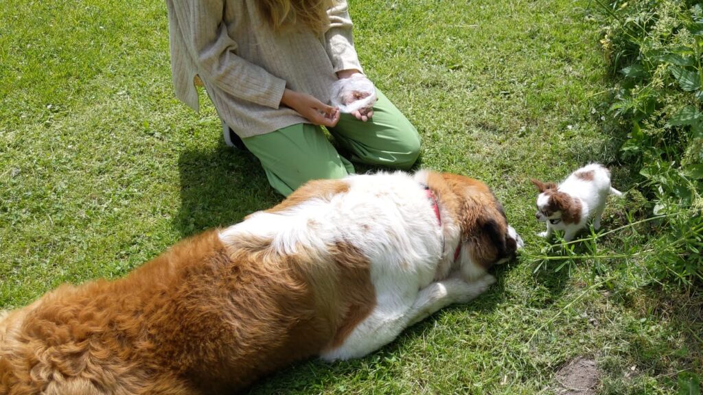 Grote en kleine hond